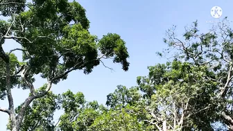 Thai Karen Girl: สาวกะเหรี่ยง เนตรนารีหลงป่า อาสาพากลับบ้านได้เย็ดทีนึงด้วย