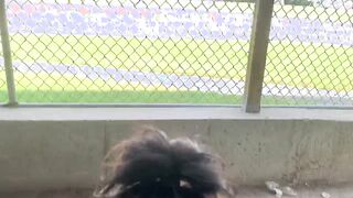 Hot College Girl Gave Me The Best Blowjob Ever In Baseball Field Dugout (Risky Public Blowjob)