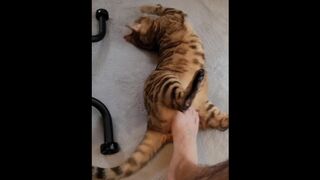 She Is A Perverted Pussy Who Enjoys Being Roughed Up By Her Master's Foot.(Pov)Hentai