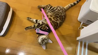 The Kitty Is Taken To The Hospital By Her Master… The Rebellious Kitty Takes Off Her Clothes