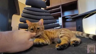 Pussy's Body Is Honest… Unable To Resist, Her Body Reacts And She Feels It